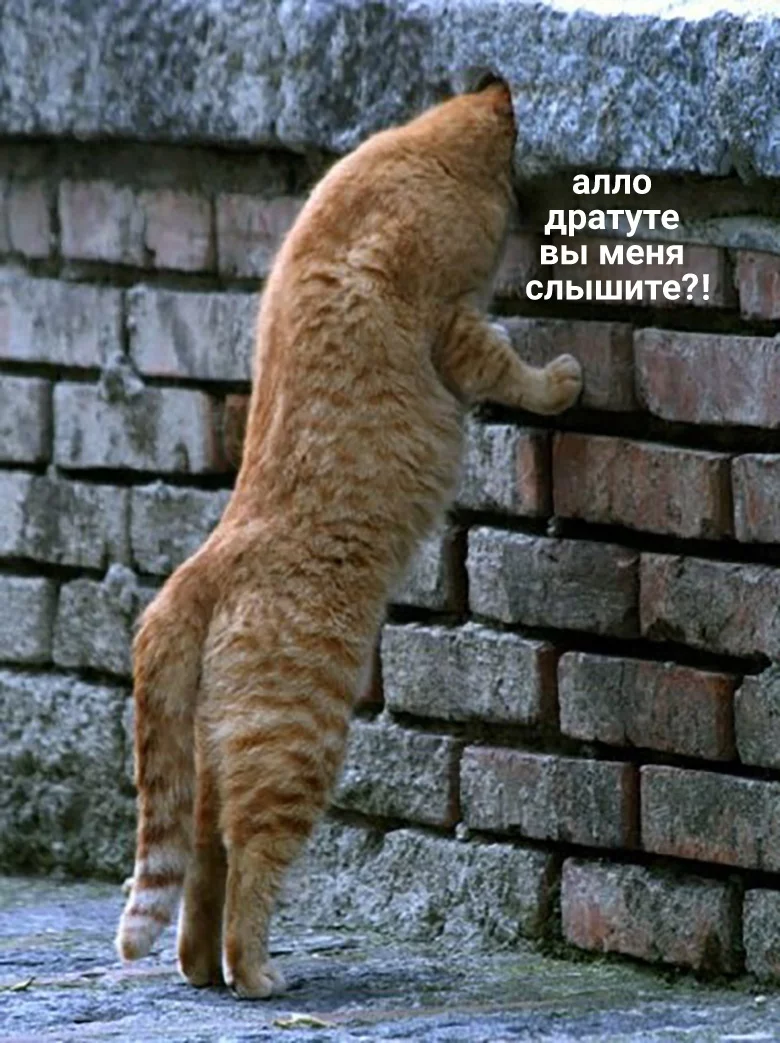 1625751860188333980.webp