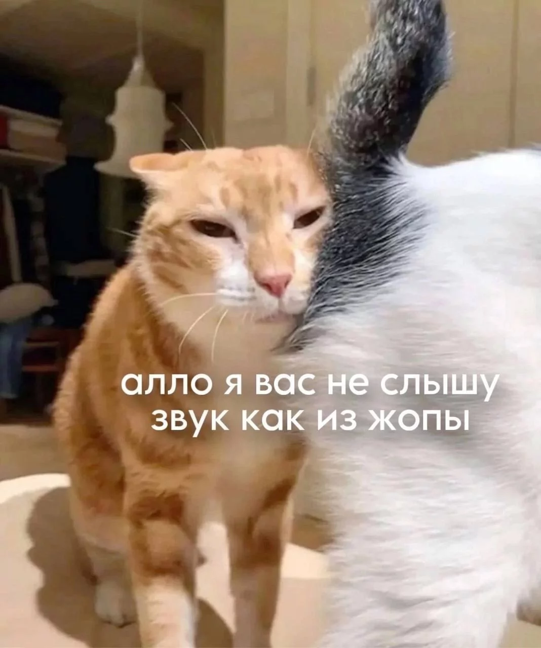 1747760936469.webp
