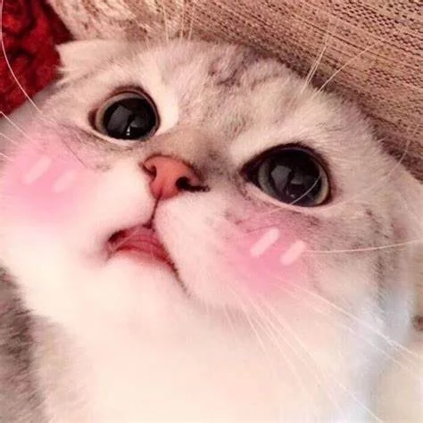 1748257062269.webp
