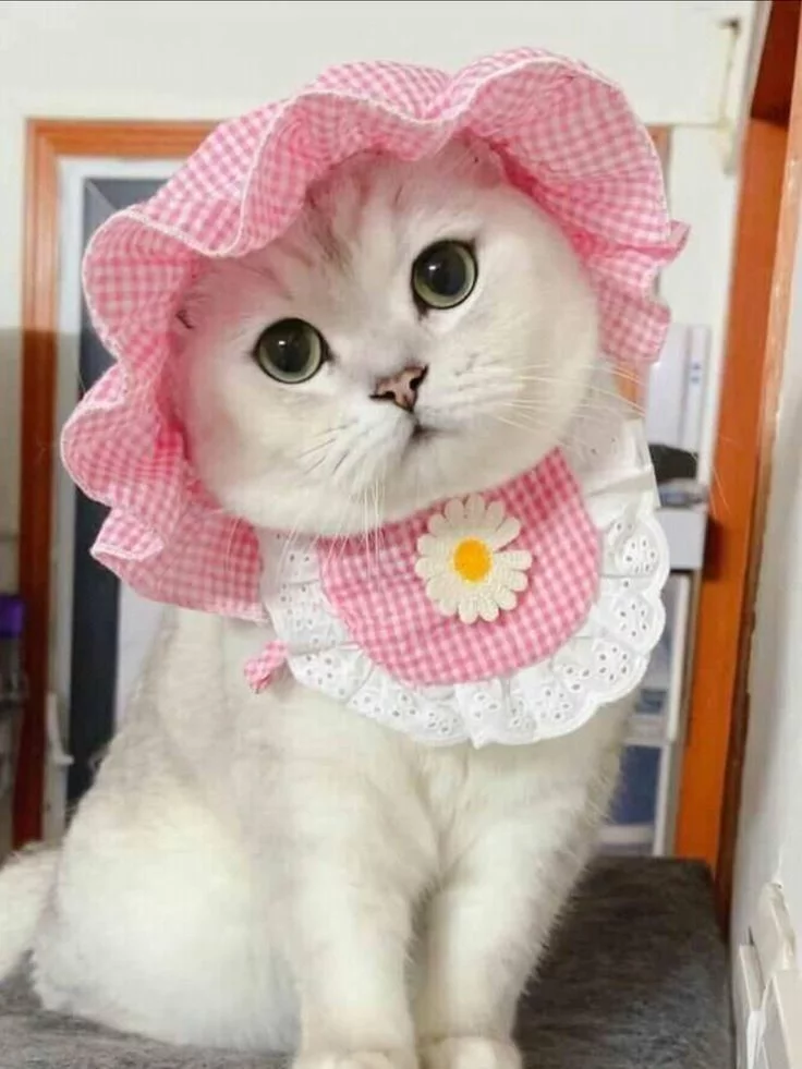 1759170665271.webp