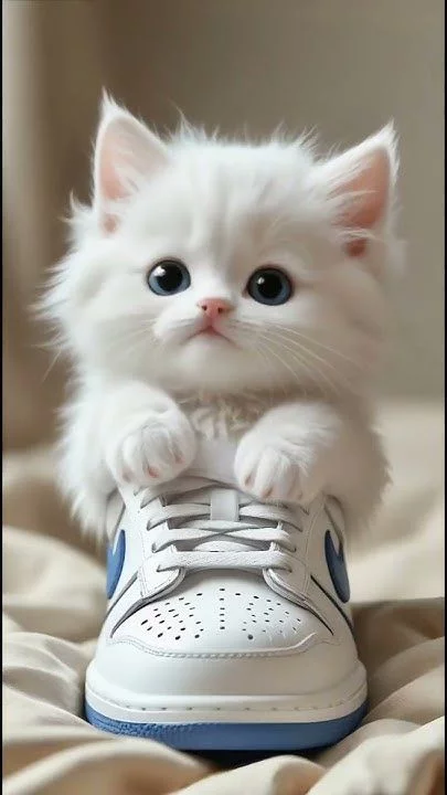 1759781752576.webp