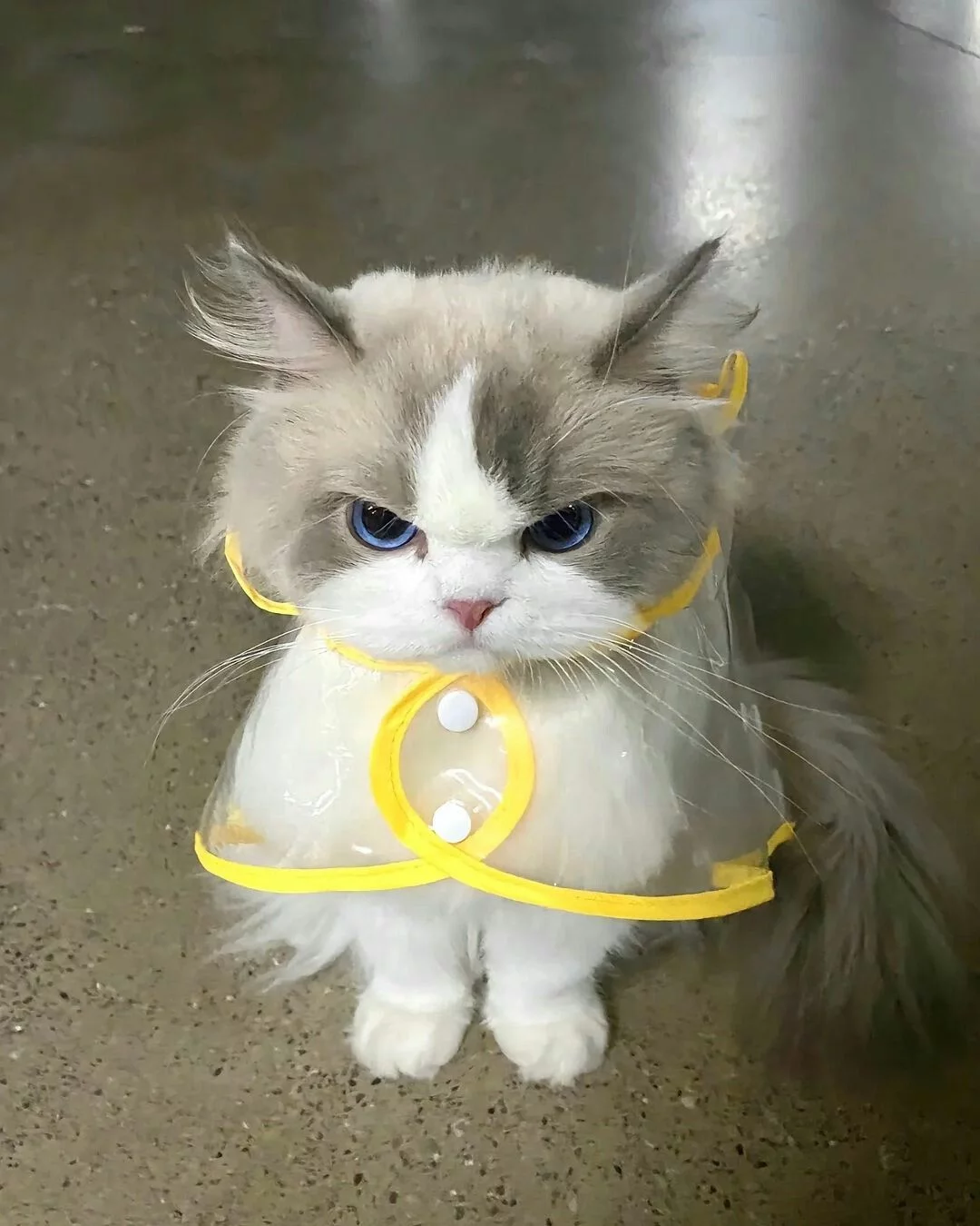 1759931057088.webp