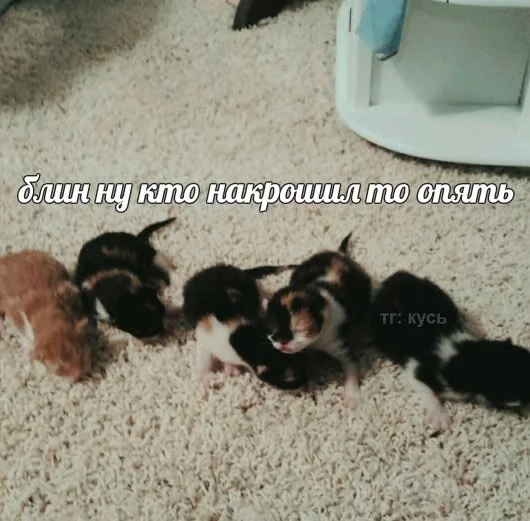1759992078736.webp