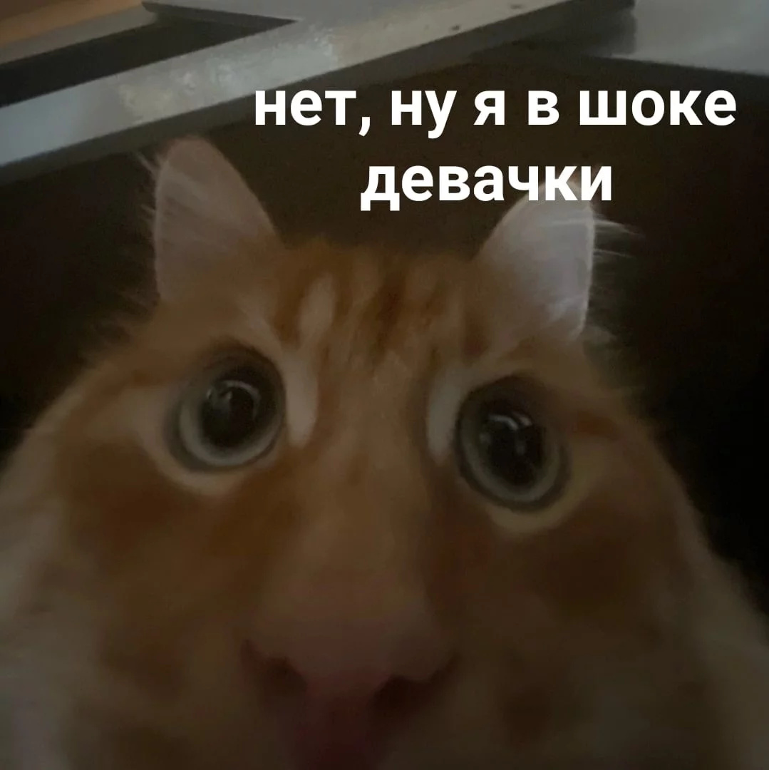 5.webp