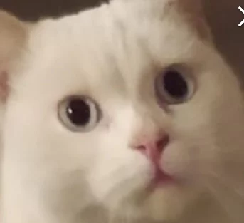 аватарка котик.webp