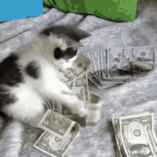 cat-reaction.gif