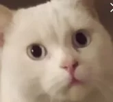 аватарка котик.webp