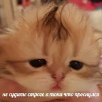 1747963242490.webp