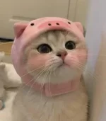 1758883095306.webp