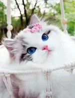 1759708060873.webp