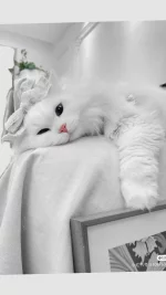 1759745069536.webp