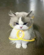 1759931057088.webp