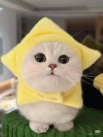1759931167761.webp