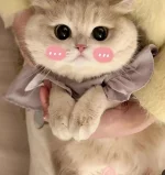 1759950111076.webp