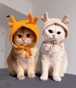 1759961062170.webp