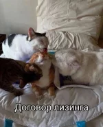 1760269437452.webp