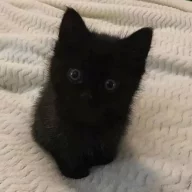 Кисонька