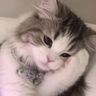 Kotik