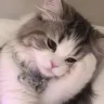 Kotik